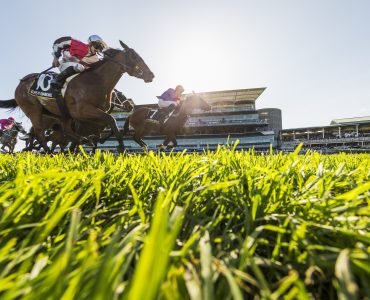 Racing horses seen from grass level