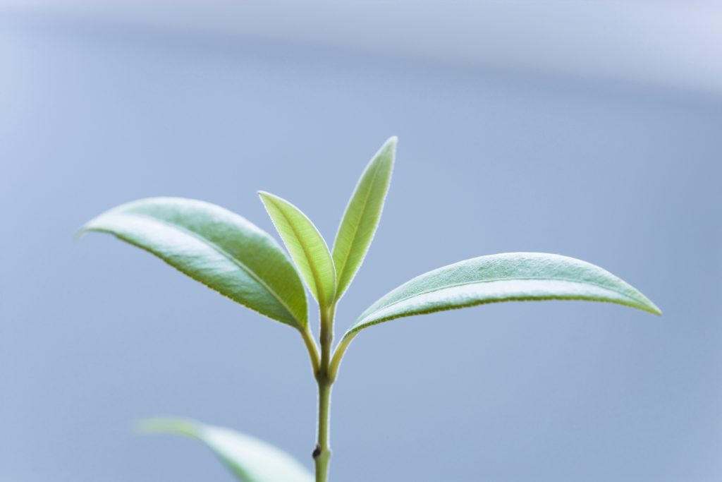 Lemon Myrtle Plant Leaves