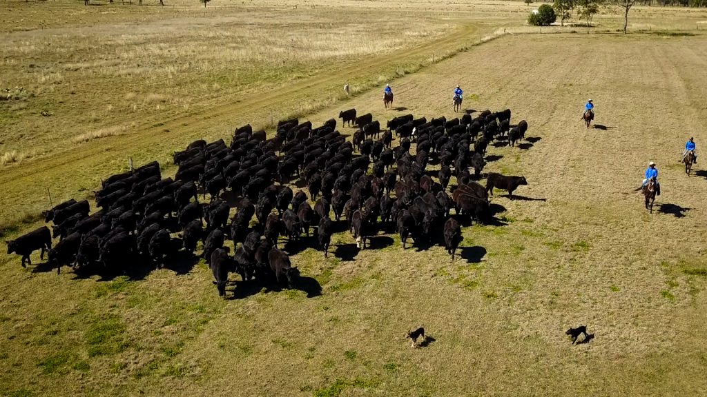 Stockyard beef cattle and drovers