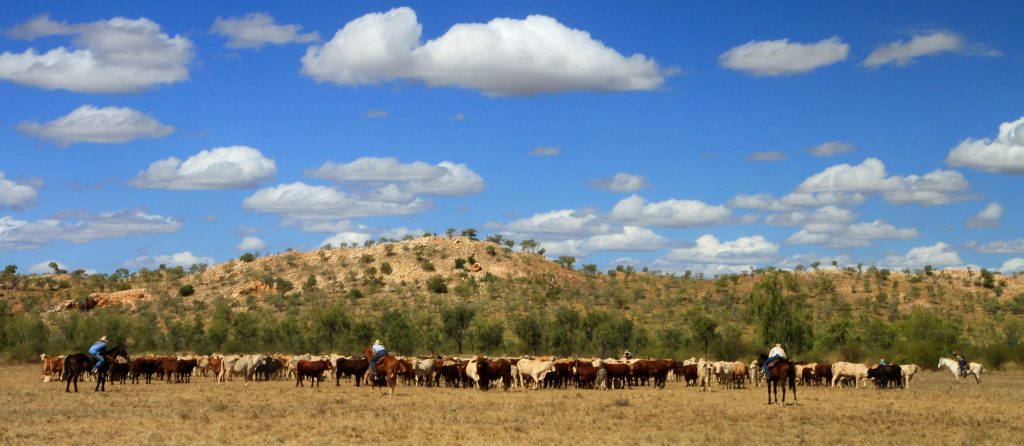 Grain-fed cattle at Stanbroke Beef