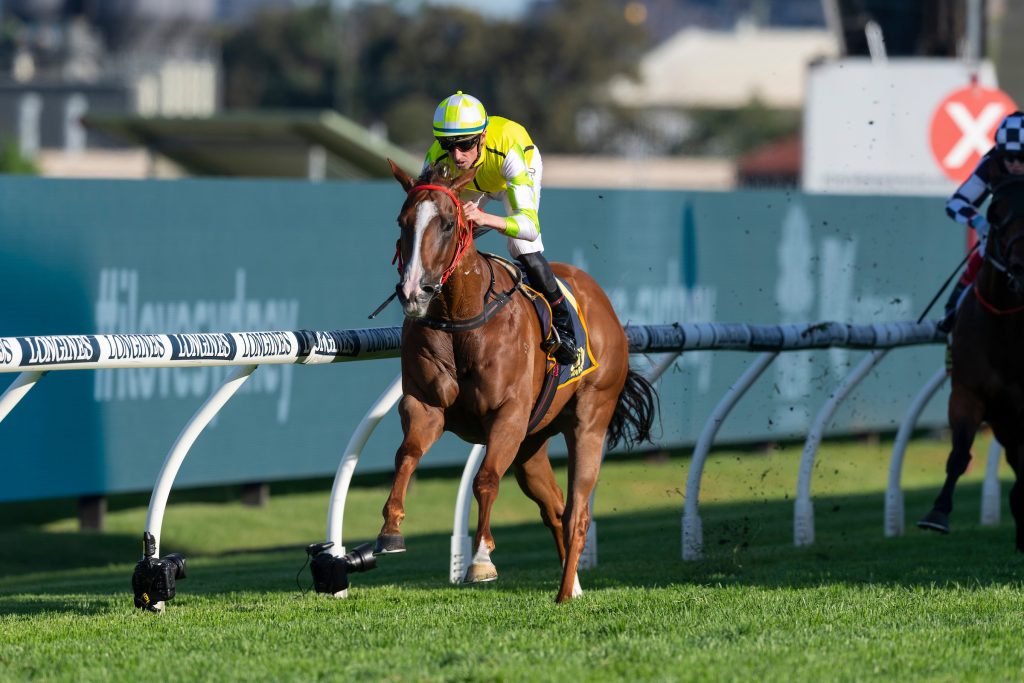 The Star Horse - Eduardo and Champion Jockey Nash Rawiller