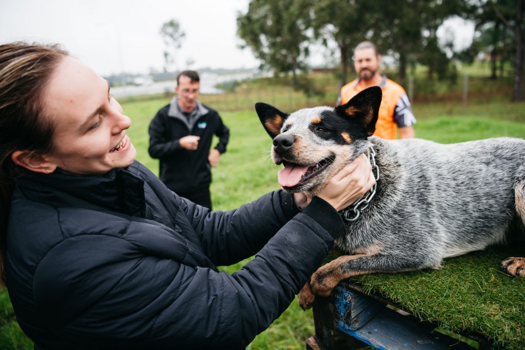 Introducing Bruce The Blue Heeler - But Not As You Know Him - The Star ...